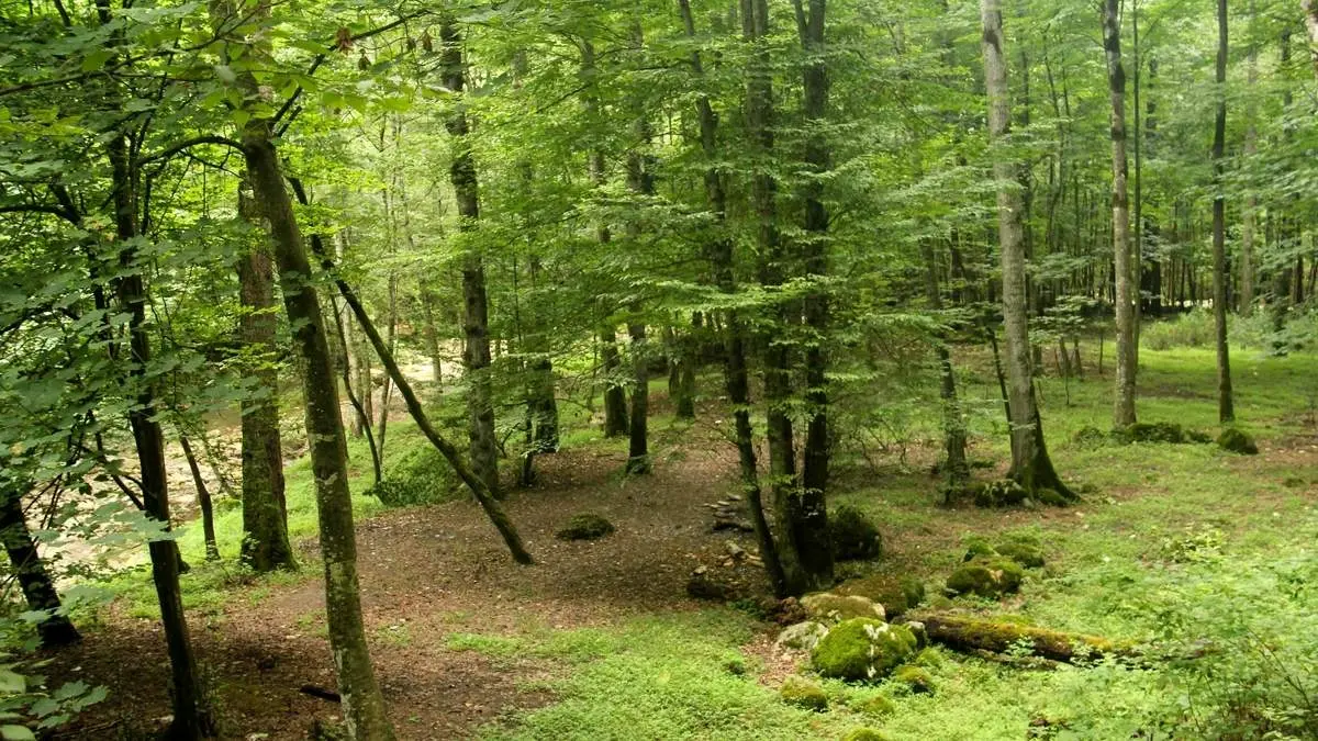 مشاهده یک حیوان بسیار نادر در جنگلهای رویان مازندران + فیلم