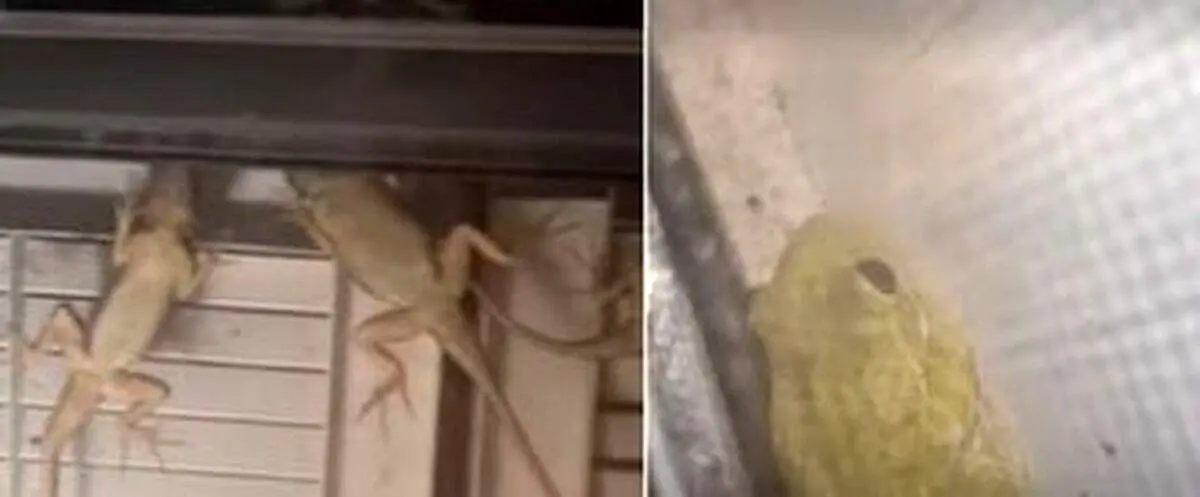 هجوم مارمولک ها و قورباغه ها به پنجره خانه ها+ عکس