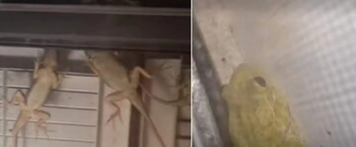هجوم مارمولک ها و قورباغه ها به پنجره خانه ها+ عکس