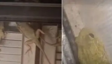 هجوم مارمولک ها و قورباغه ها به پنجره خانه ها+ عکس