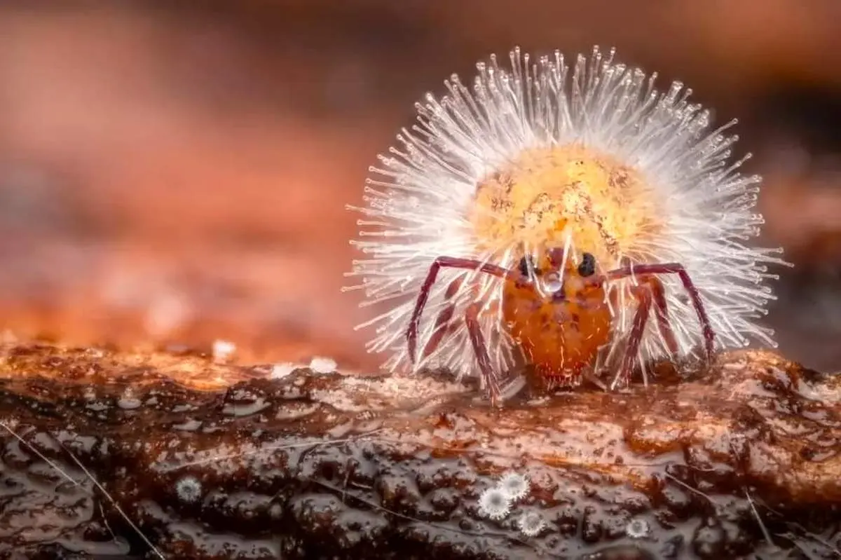 شاهکارهای عکاسی «کلوزآپ حیات وحش» سال 2025 که باید ببینید + عکس
