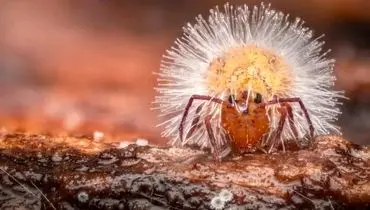 شاهکارهای عکاسی «کلوزآپ حیات وحش» سال 2025 که باید ببینید + عکس
