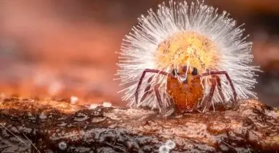 شاهکارهای عکاسی «کلوزآپ حیات وحش» سال 2025 که باید ببینید + عکس
