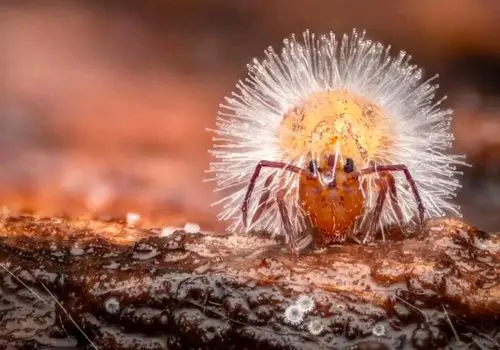 شاهکارهای عکاسی «کلوزآپ حیات وحش» سال 2025 که باید ببینید + عکس
