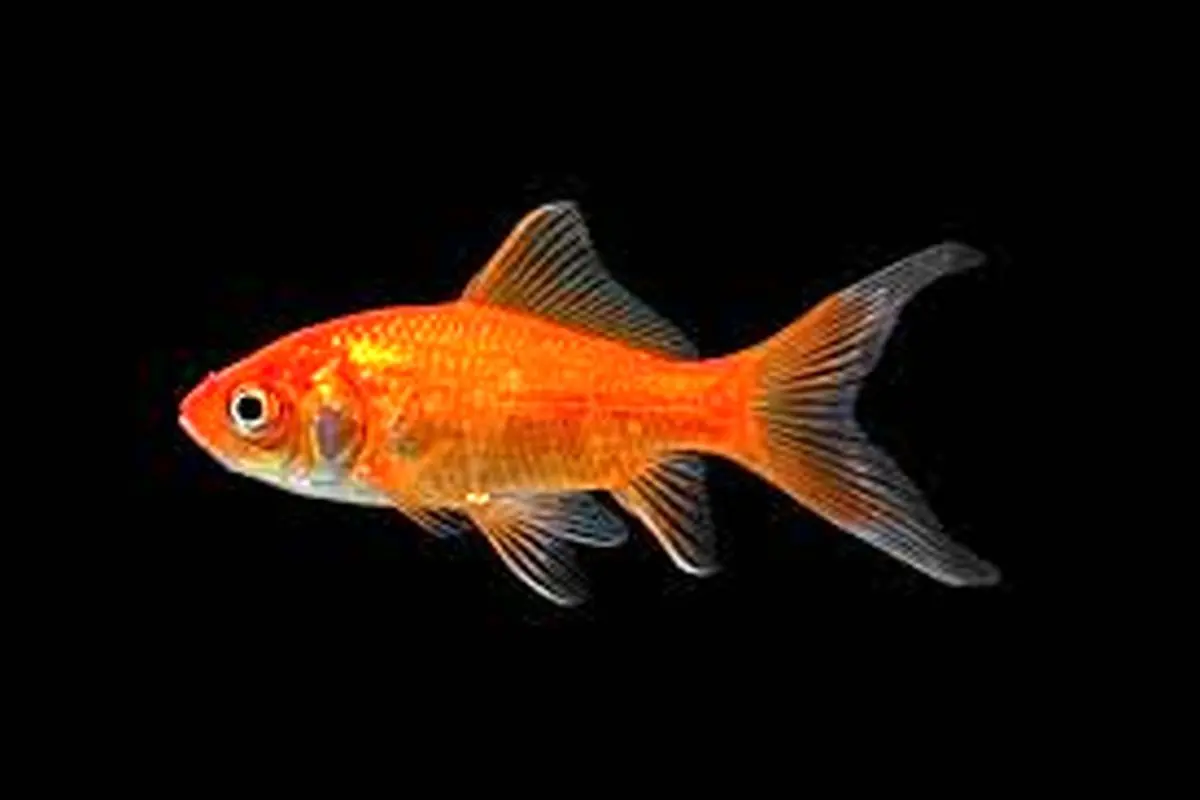 ماهی قرمز بیمار چه علائمی دارد؟