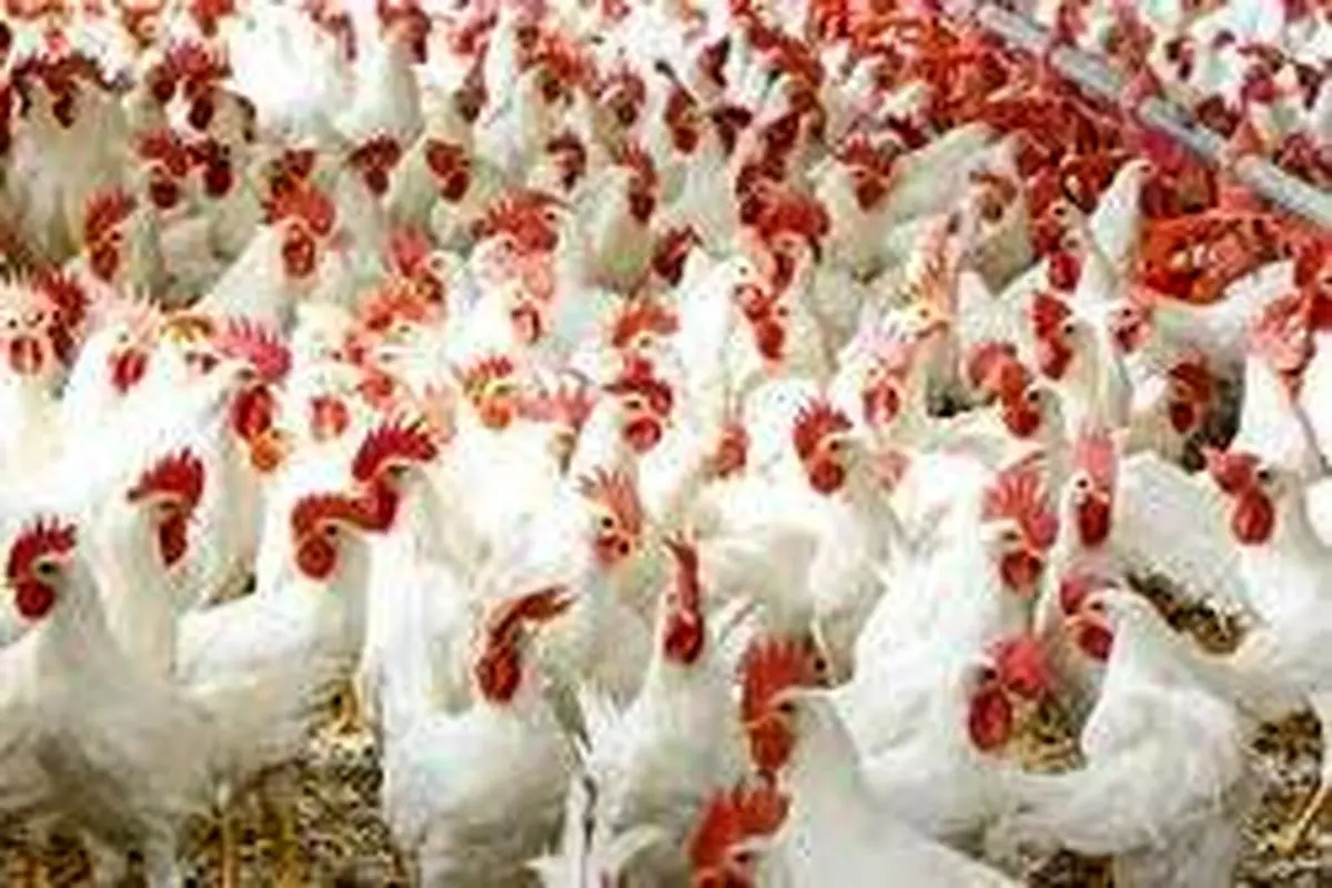 نرخ هر کیلو مرغ، ۱۹ هزار تومان/ بازار نهاده‌های دامی همچنان بحرانی است