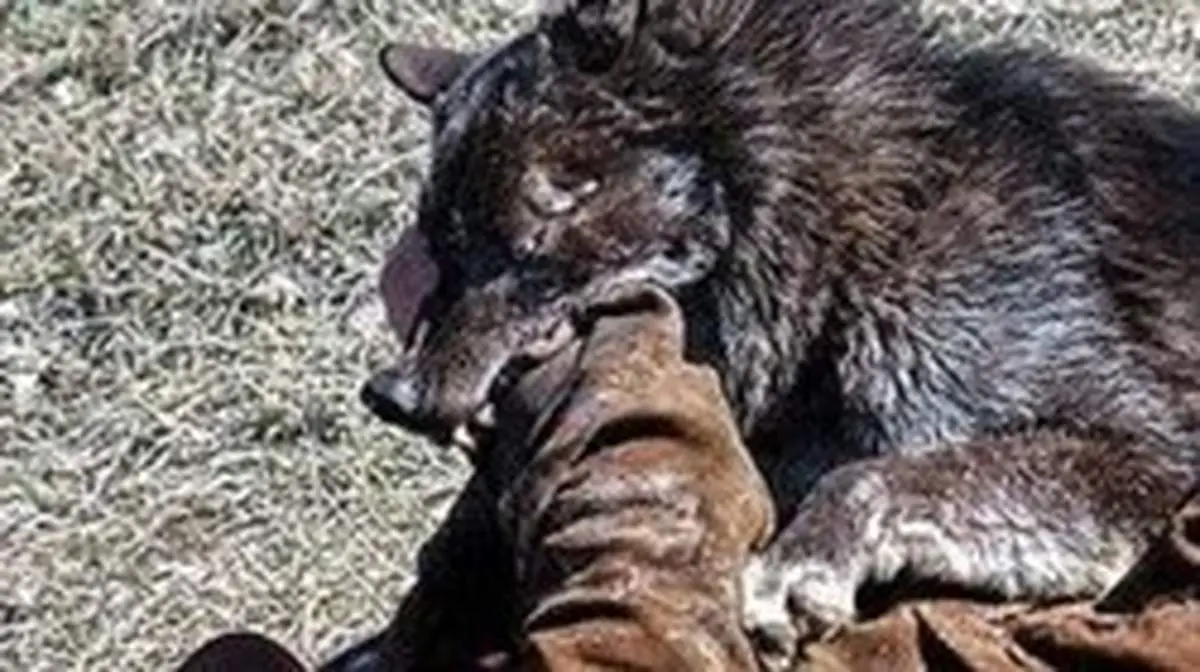 بلای وحشتناکی که گرگ سر ۲ جوان برای نجات نوزاد ۸ ماهه آورد + عکس