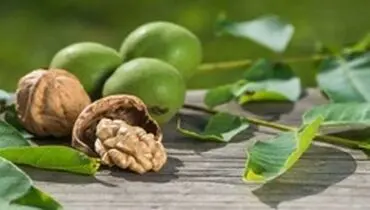 خواص شگفت انگیز گردو برای سلامتی
