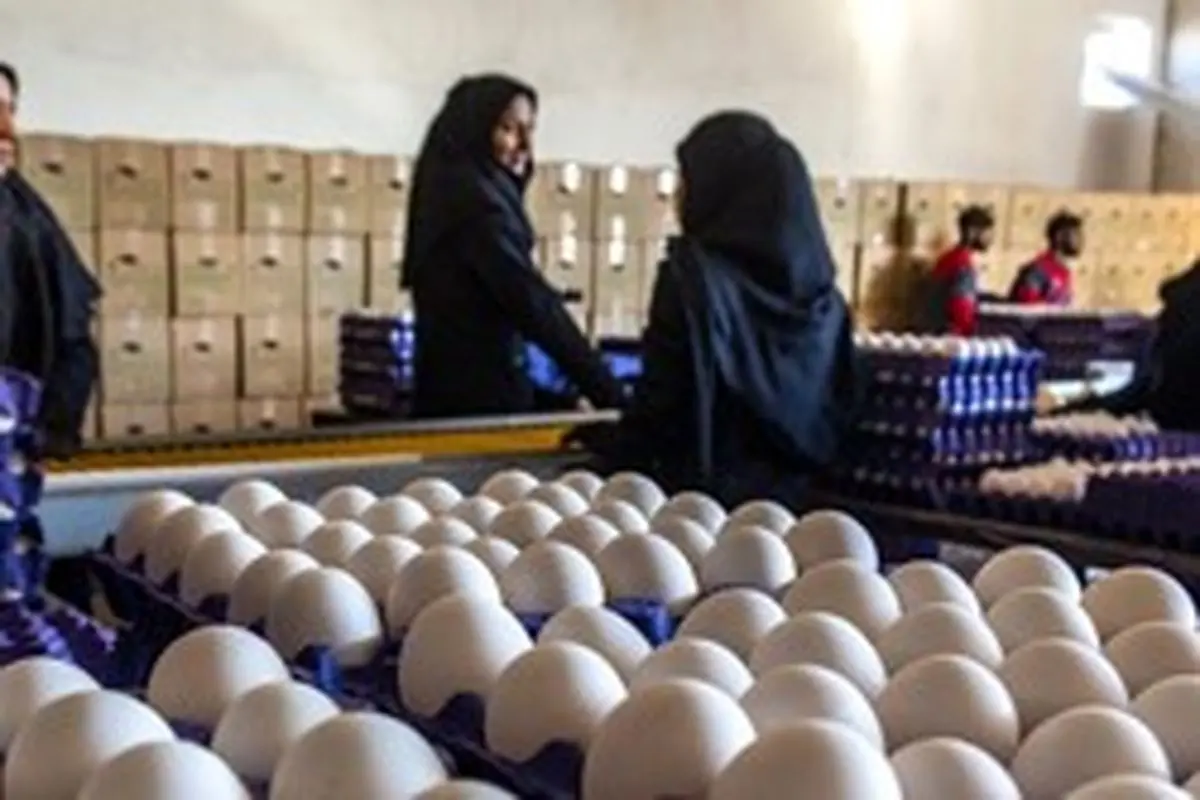 توزیع تخم مرغ با نرخ مصوب در کشور آغاز شد