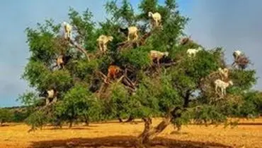 بز‌های درختی +فیلم
