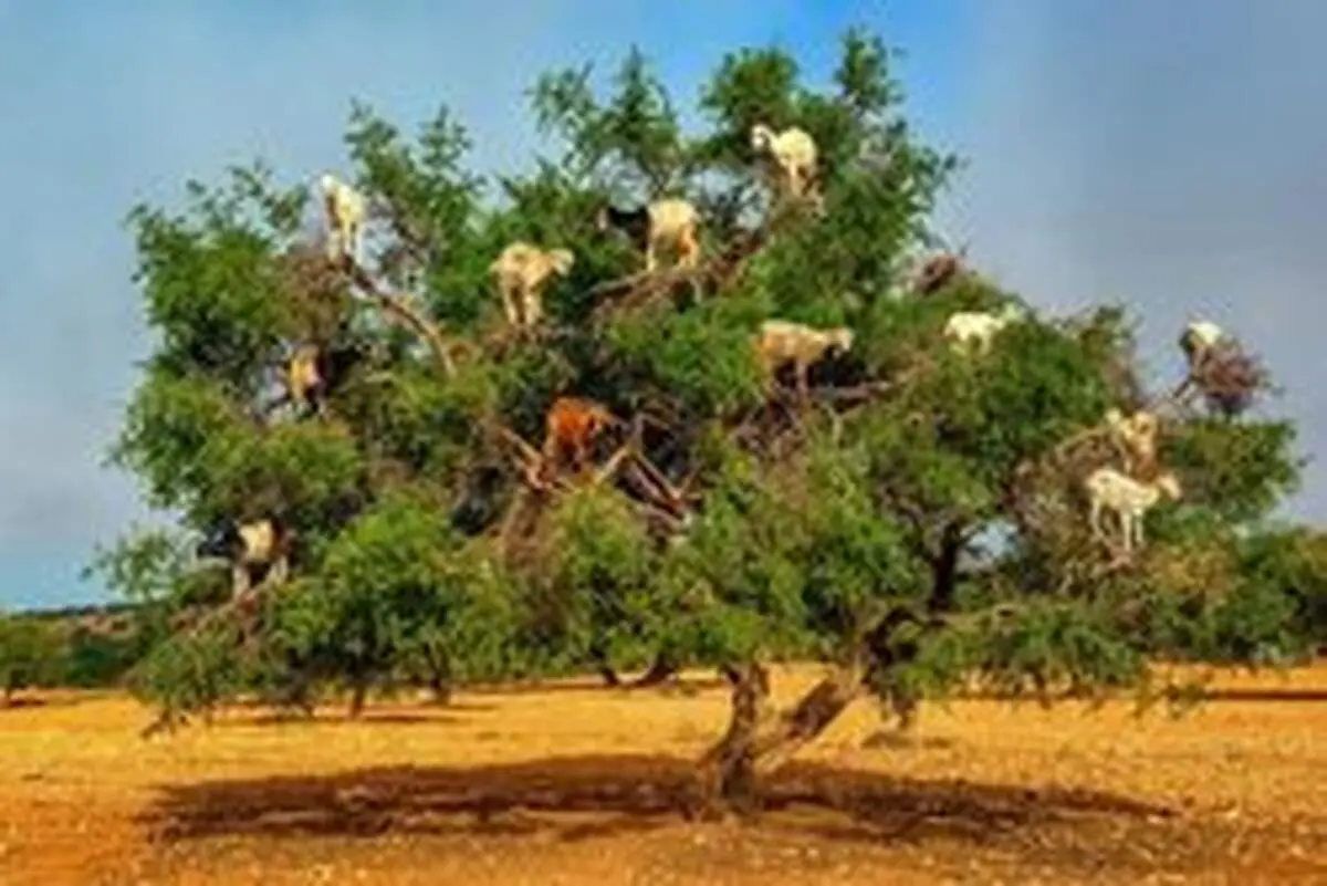 بز‌های درختی +فیلم