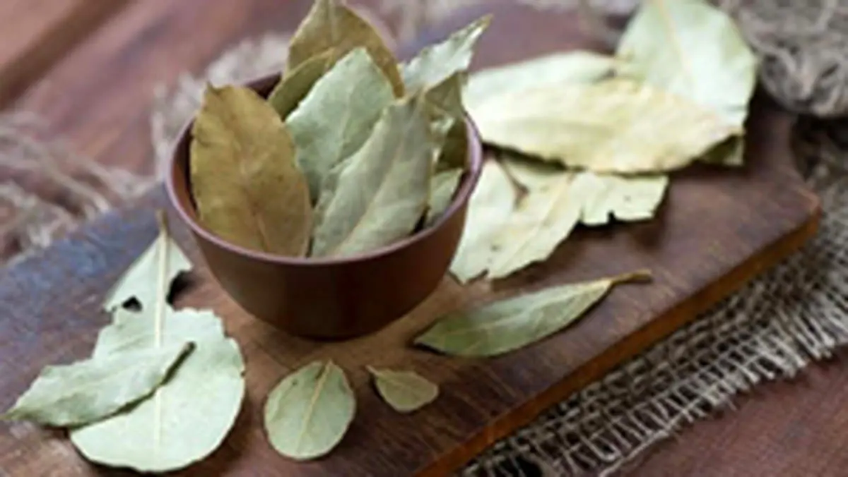 خواص فوق العاده برگ بو برای سلامتی