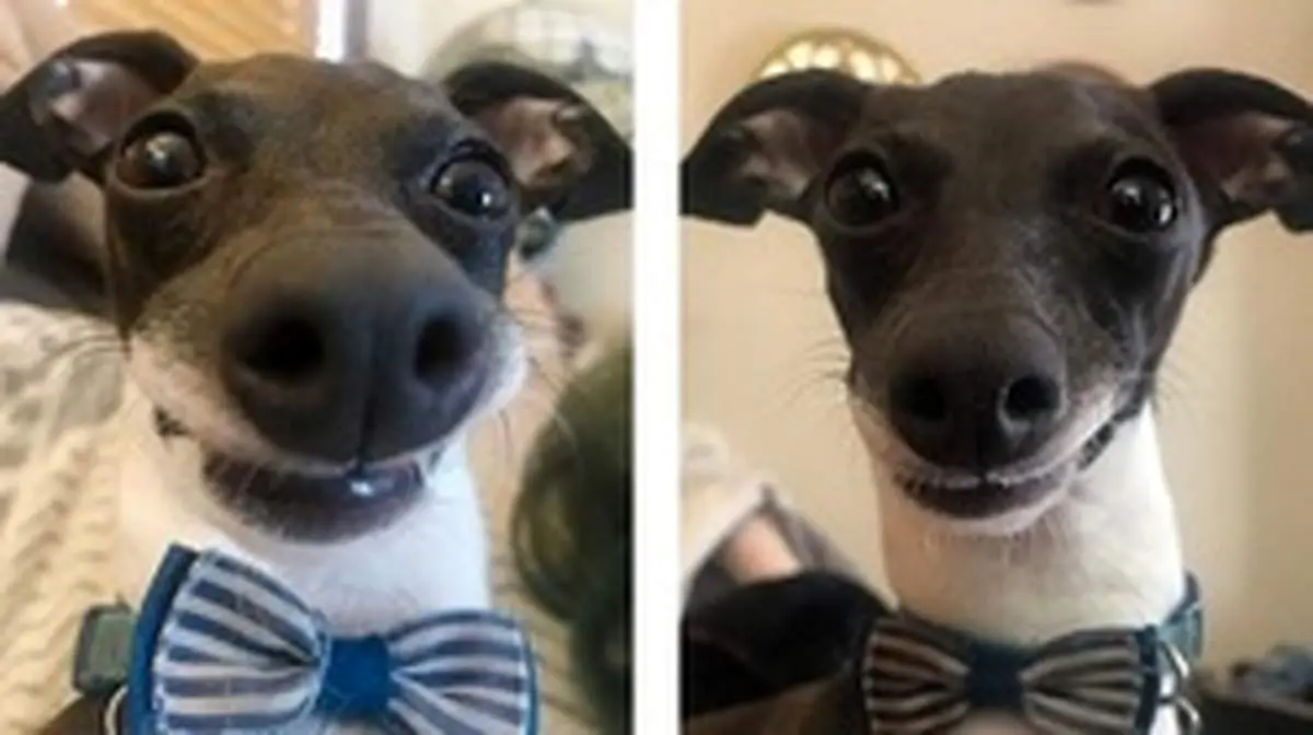 سگی که به خاطر چهره خنده دارش ستاره اینستاگرام شد + عکس