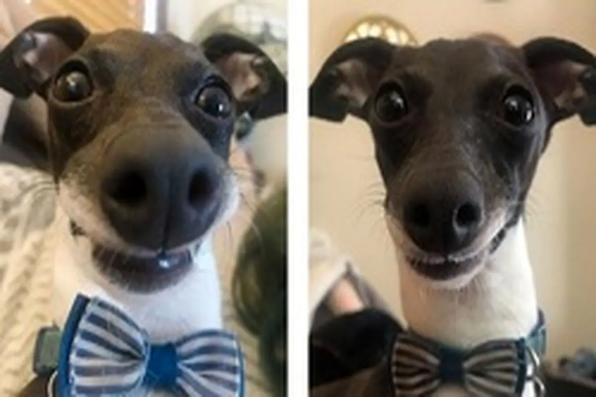 سگی که به خاطر چهره خنده دارش ستاره اینستاگرام شد + عکس