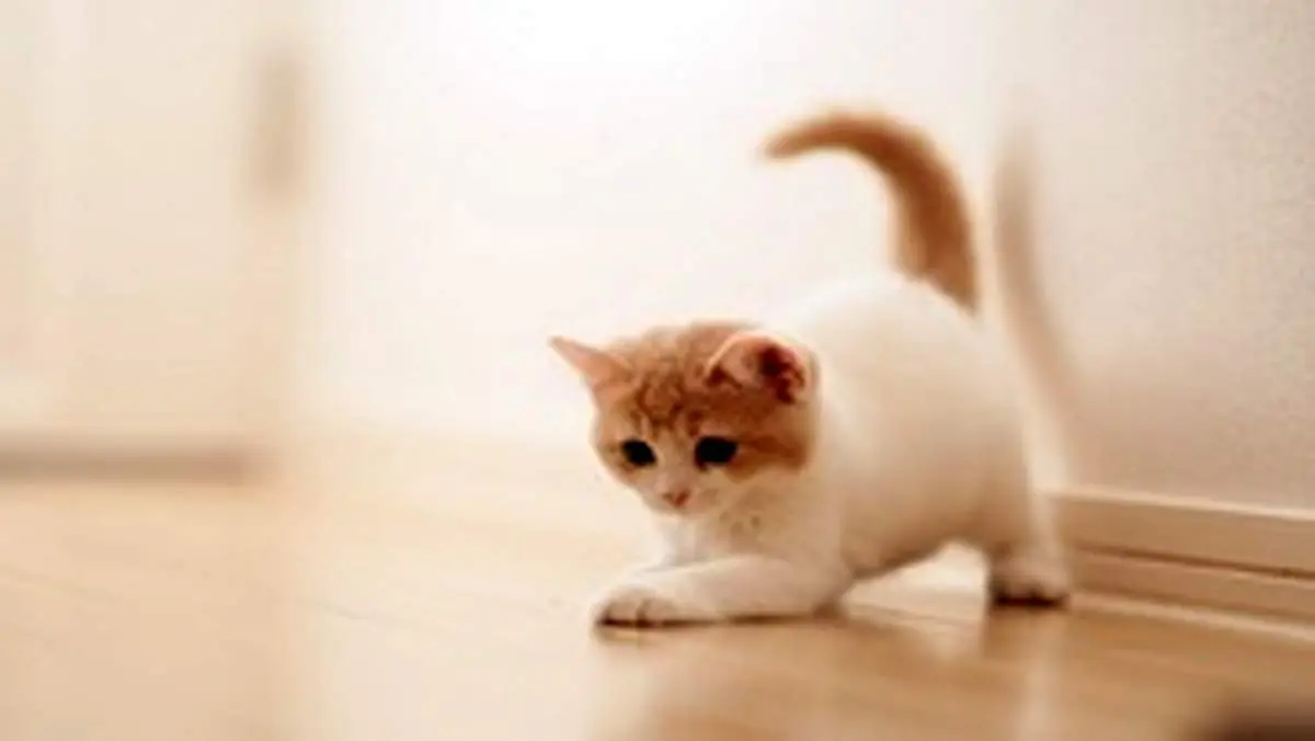 حرکت نمایشی عجیب یک گربه با بدنی بدون استخوان! + فیلم