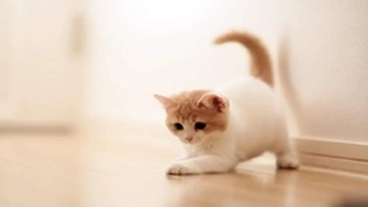 حرکت نمایشی عجیب یک گربه با بدنی بدون استخوان! + فیلم
