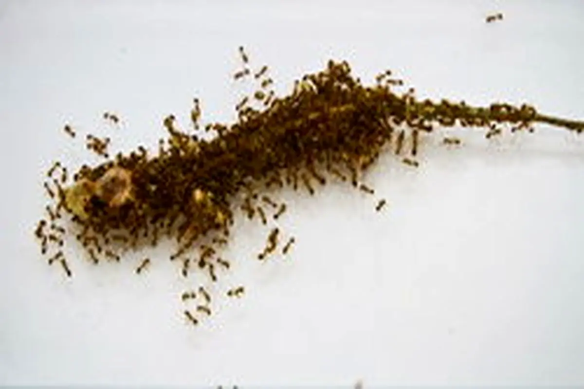 تایملپس جالب از تجزیه مارمولک به دست مورچه‌ها + فیلم