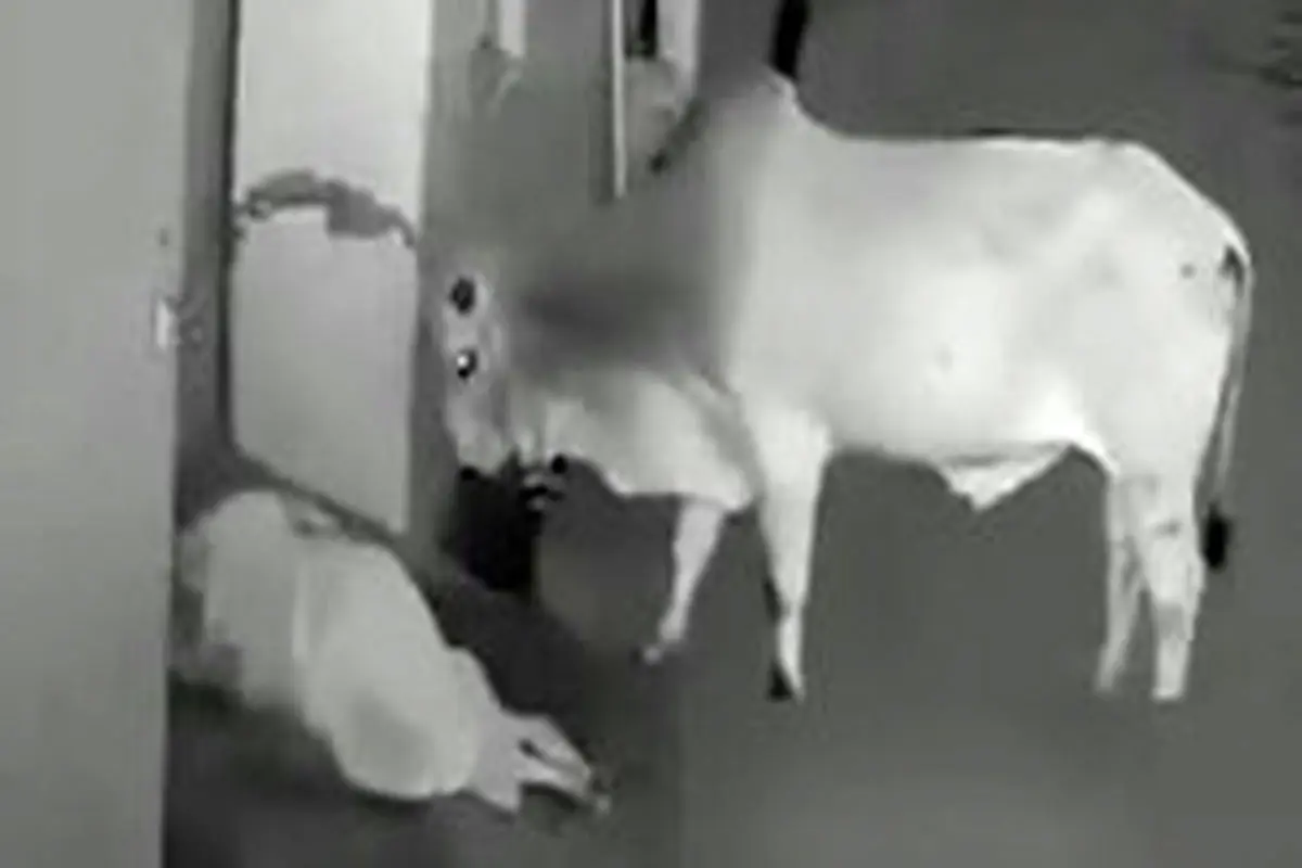 حمله یک گاو وحشی در هند به یک زن + فیلم