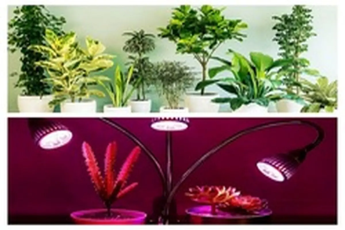 روش نگهداری از گیاهان آپارتمانی در محیط‌های کم نور