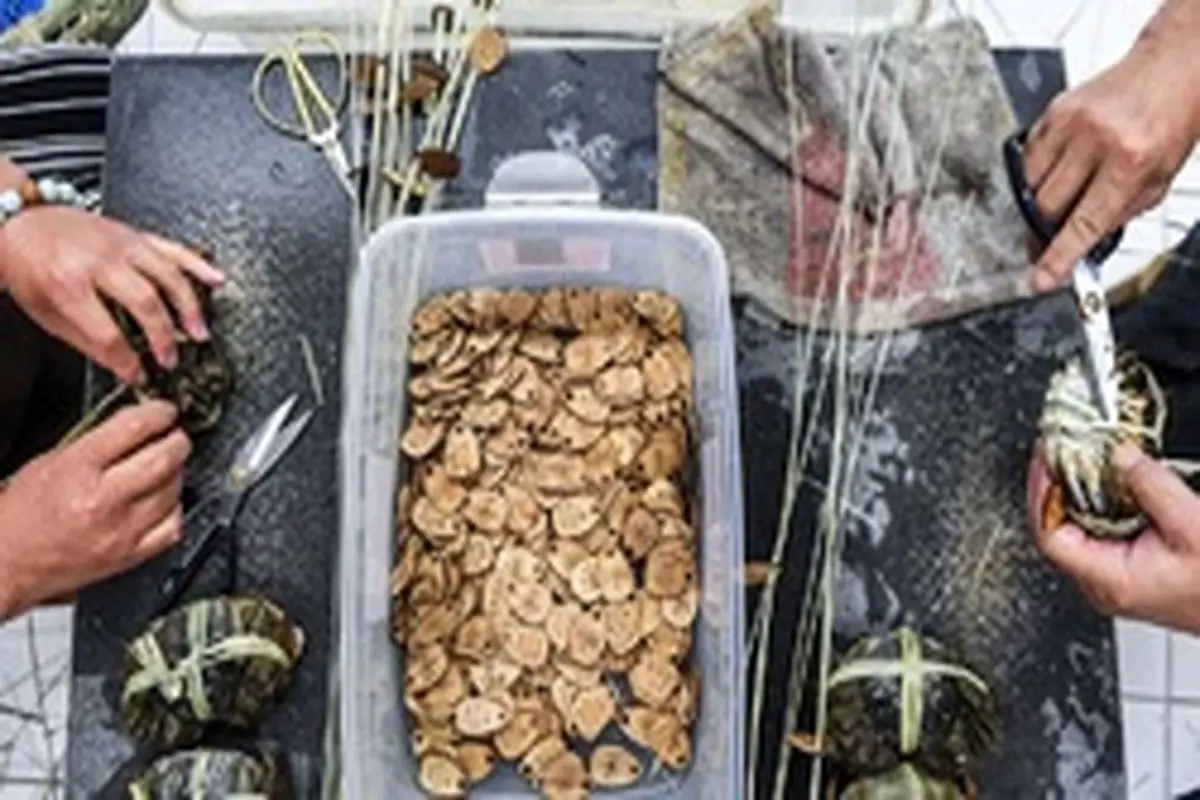 برداشت خرچنگ در ژجیانگ - چین