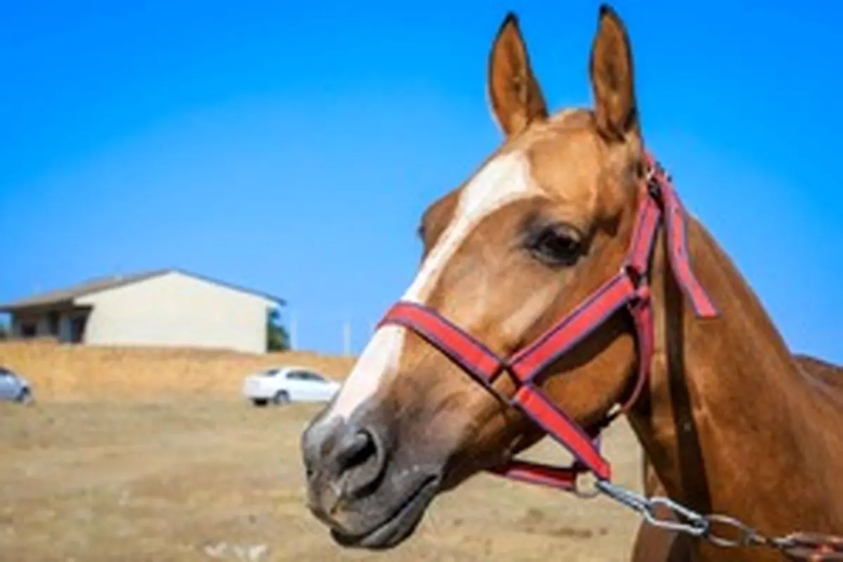 مسابقه زیبایی اسب ترکمن