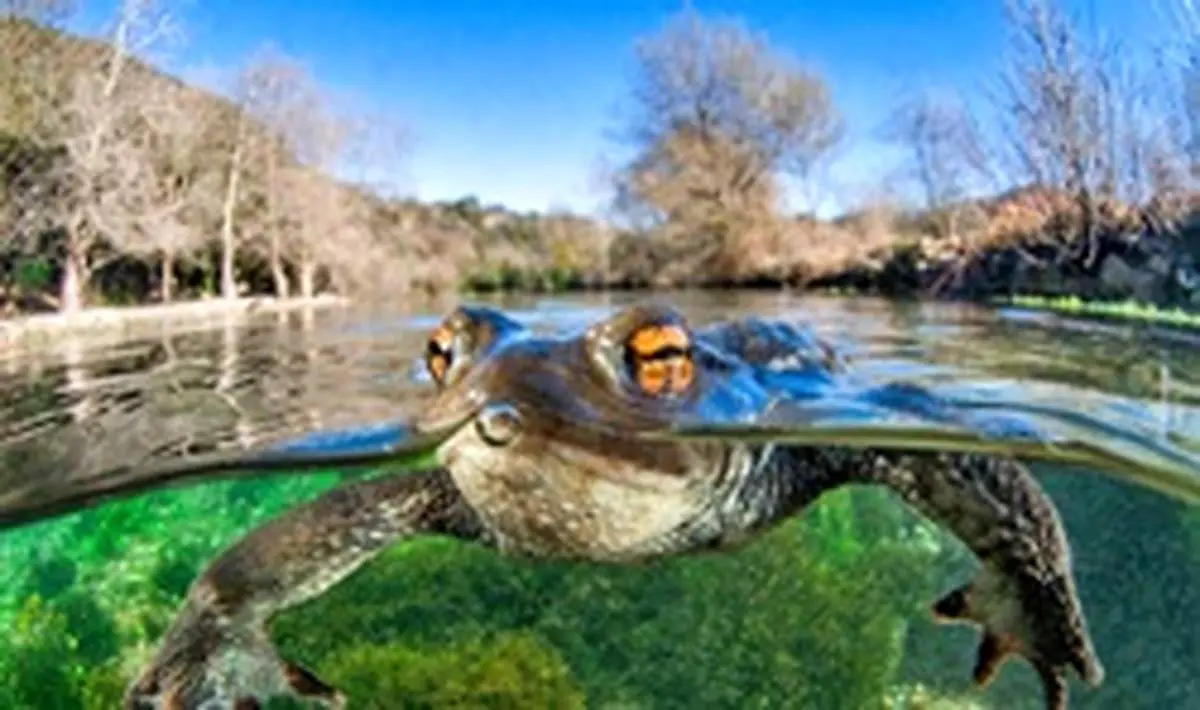 برندگان مسابقه عکاسی کلوز آپ (۲۰۲۰)