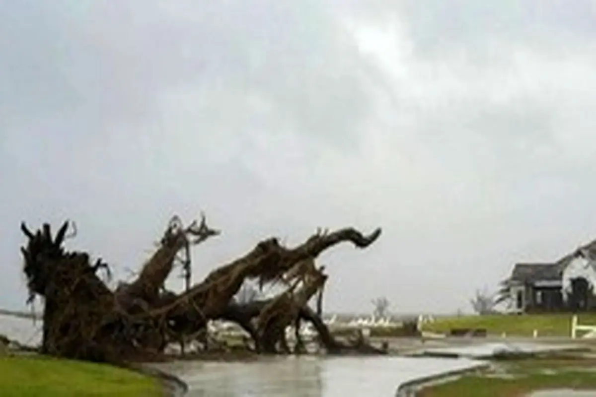درخت عظیم الجثه‌ای که قربانی طوفان شد + فیلم
