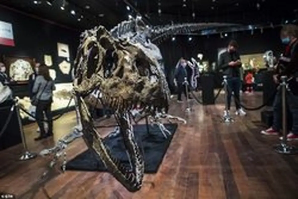 حراج ۱ میلیون پوندی دایناسور ۱۵۰ میلیون ساله