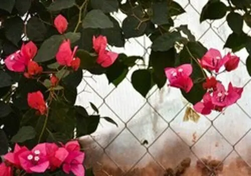 بخاری گلخانه بلوبری؛ راهنمای جامع انتخاب و خرید
