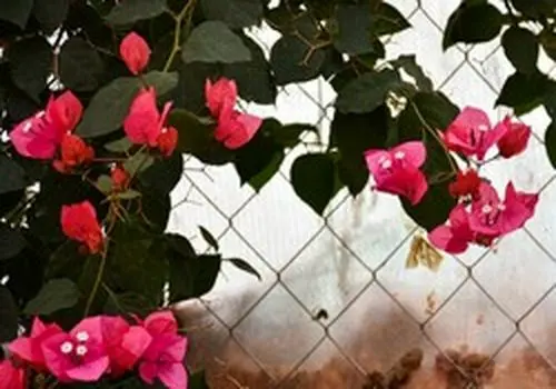 ترفند‌های کاربردی برای نگهداریگل  بعد از انتقال گل از گلخانه 
