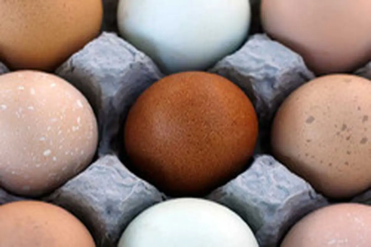 تخم مرغ با پوست قهوه‌ای سالمتر است یا پوست سفید؟
