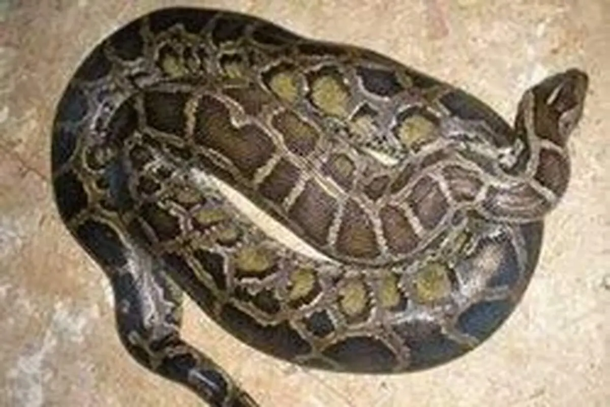 کشف پتوی بلعیده شده در شکم مار + فیلم