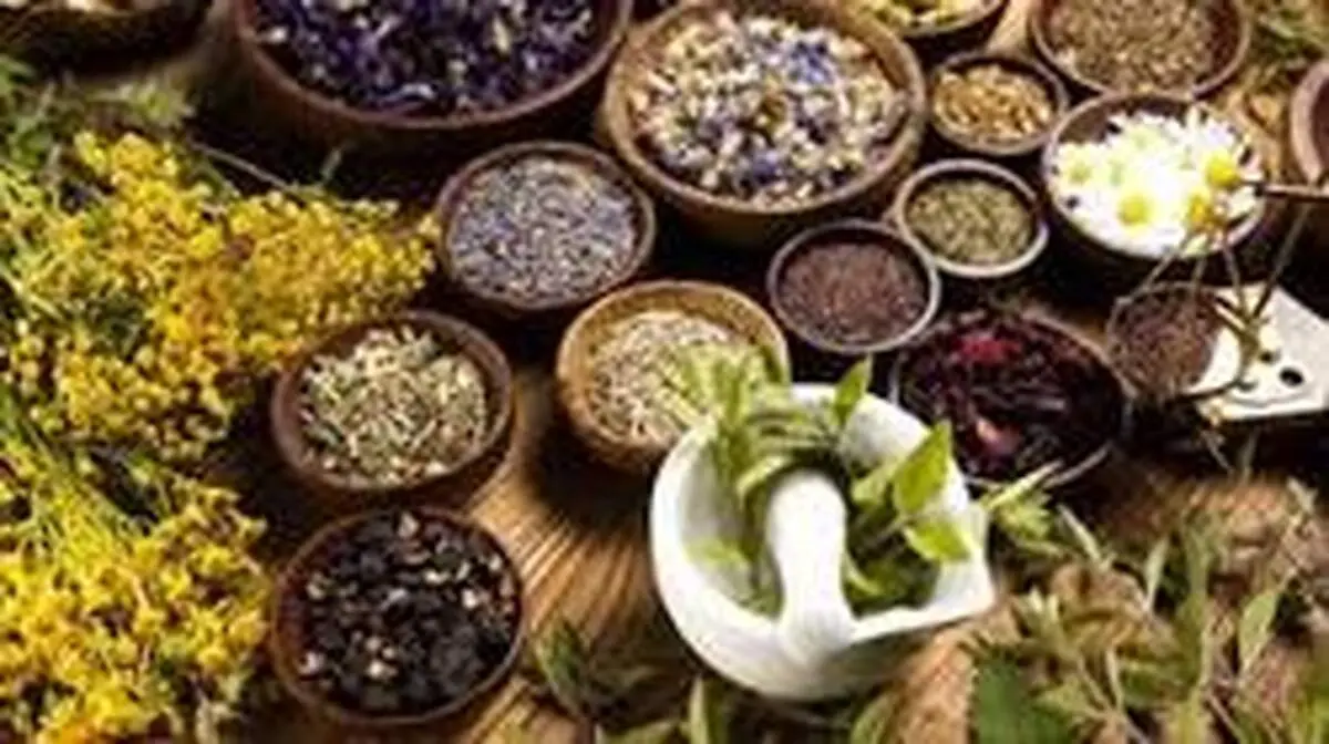 ۱۰ گیاه که ویروس‌ها را از بین می‌برند+ اینفوگرافیک