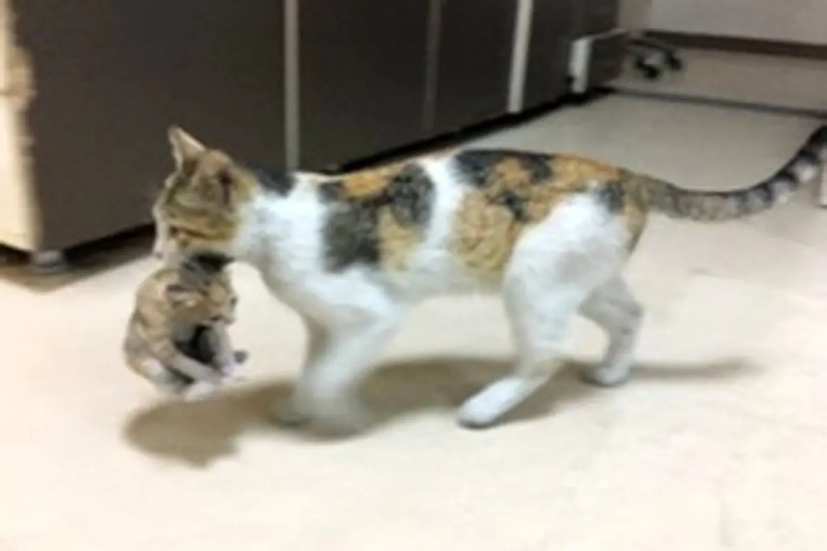 گربه‌ای که فرزندش را به بیمارستان برد + فیلم