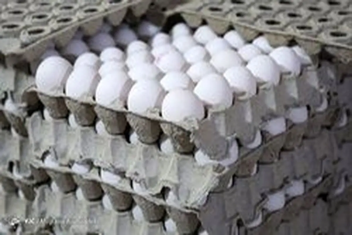 قیمت واقعی هر کیلو تخم‌مرغ بالای ۱۵ هزار تومان است/ افزایش ۲۵ درصدی قیمت کارتن و شانه
