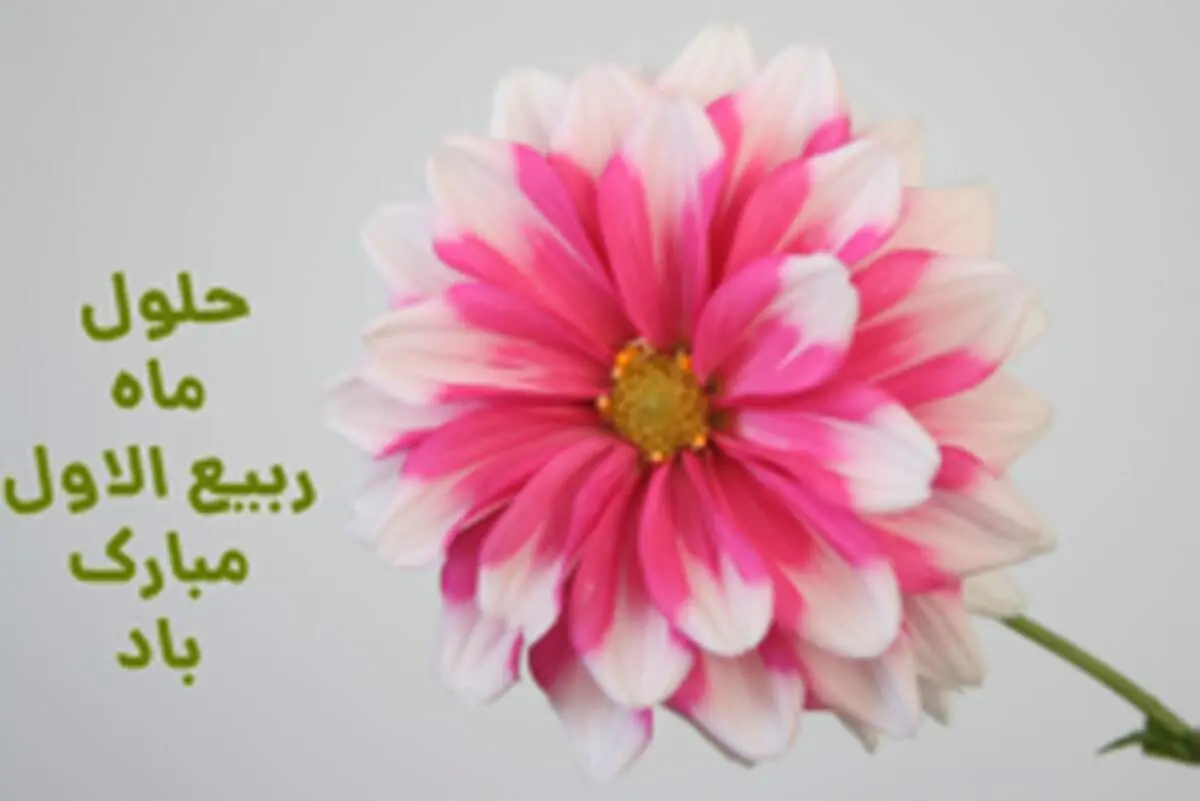 مهم‌ترین اعمال شب و روز اول ربیع الاول