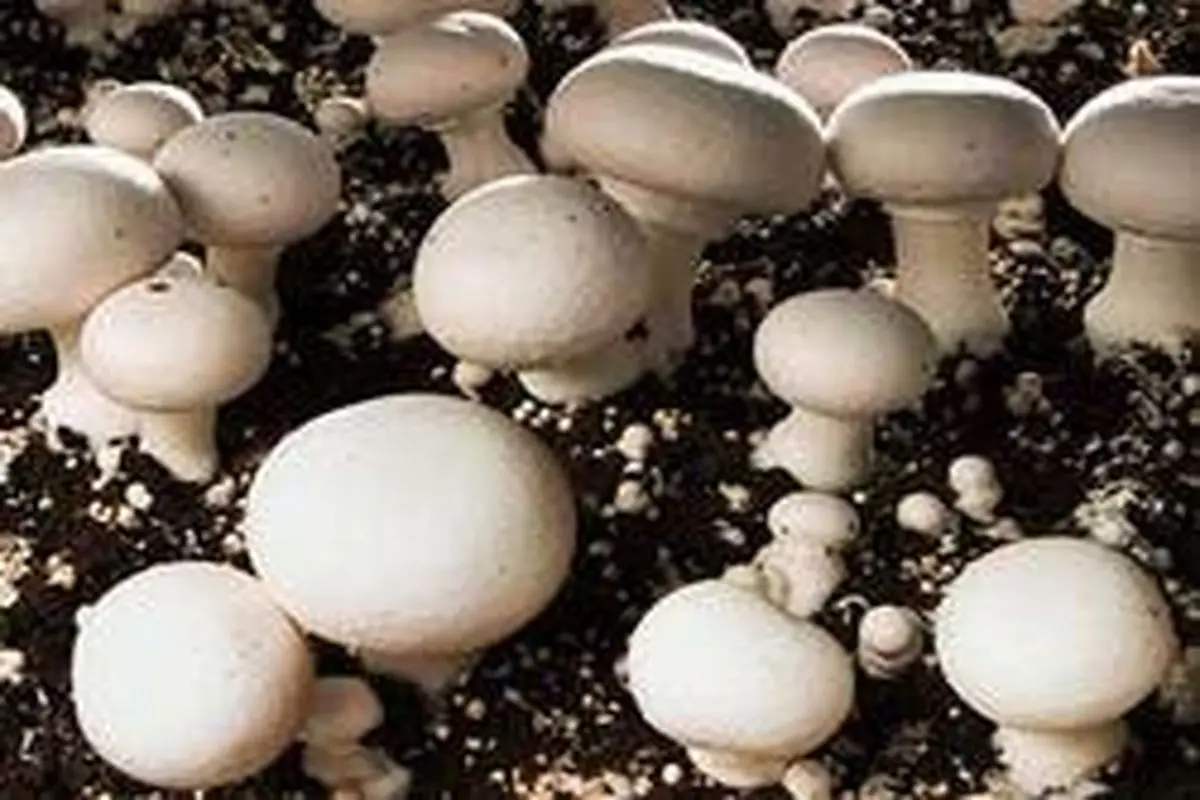نکاتی مهم درباره پرورش قارچ در خانه