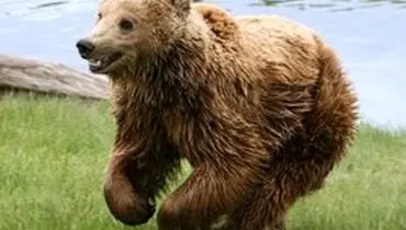 لحظه دیدنی آزادی خرسها در جنگل+فیلم
