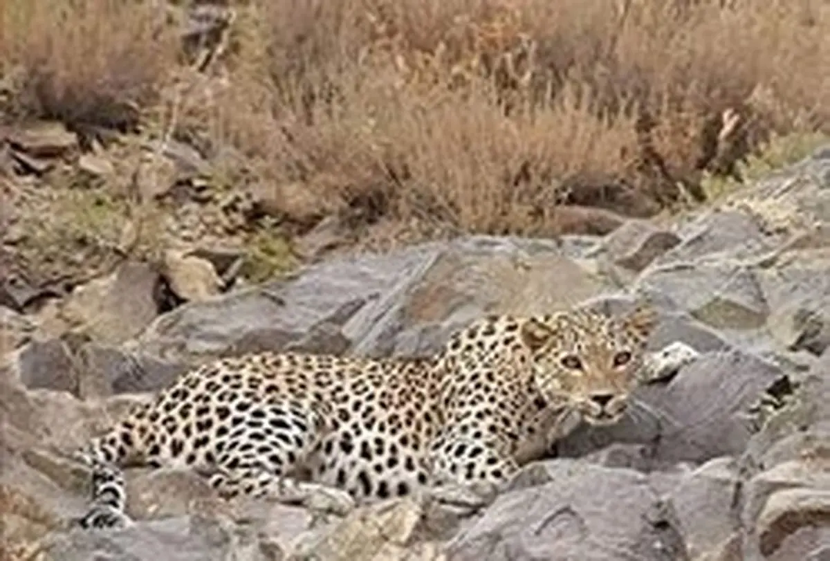 خانواده پلنگ ایرانی + فیلم