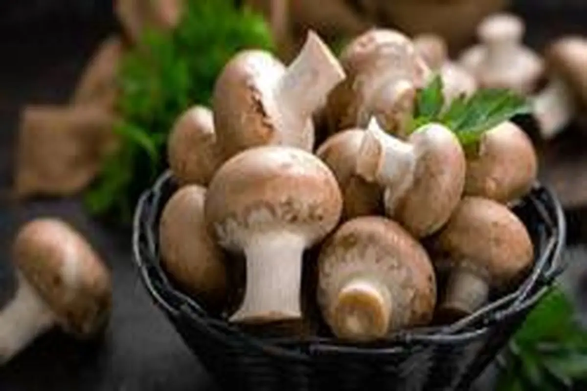 خواص شگفت انگیزِ قارچ برای سلامتی