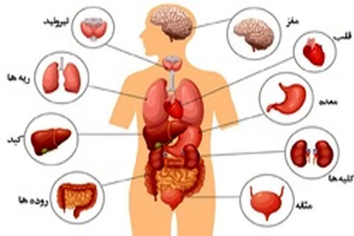 حقایق شگفت انگیز درباره بدن انسان