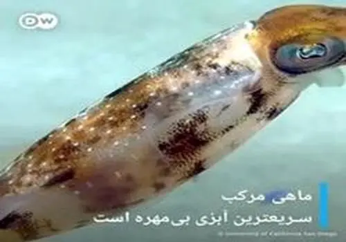 ماهی مرکب عجیبی که خود را گیاه نشان می‌دهد + عکس