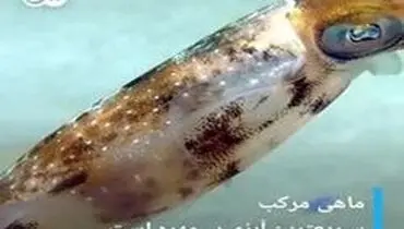 این یک ماهی نیست، ربات آمریکایی است! + فیلم