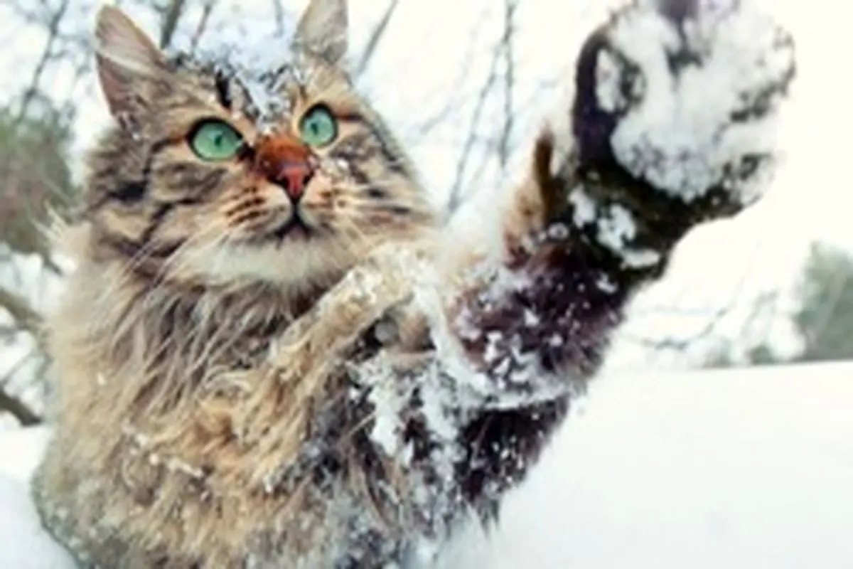 حیوانات در فصل زمستان