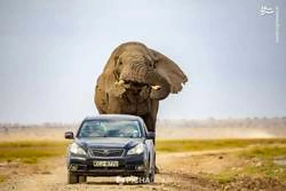فرار خودرو از حمله فیل عظیم الجثه+ عکس