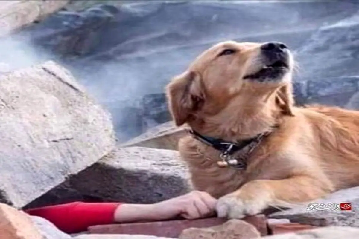 سگی که قهرمان زلزله مهیب ازمیر لقب گرفت + عکس