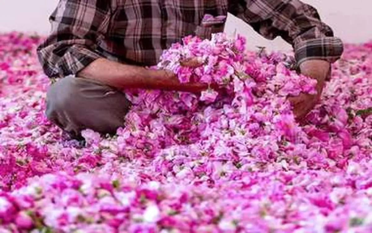 کرونا نفس گل‌ها را هم به شماره انداخت