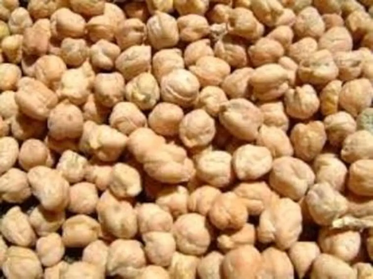 معجزه نخود برای بیماران کرونایی