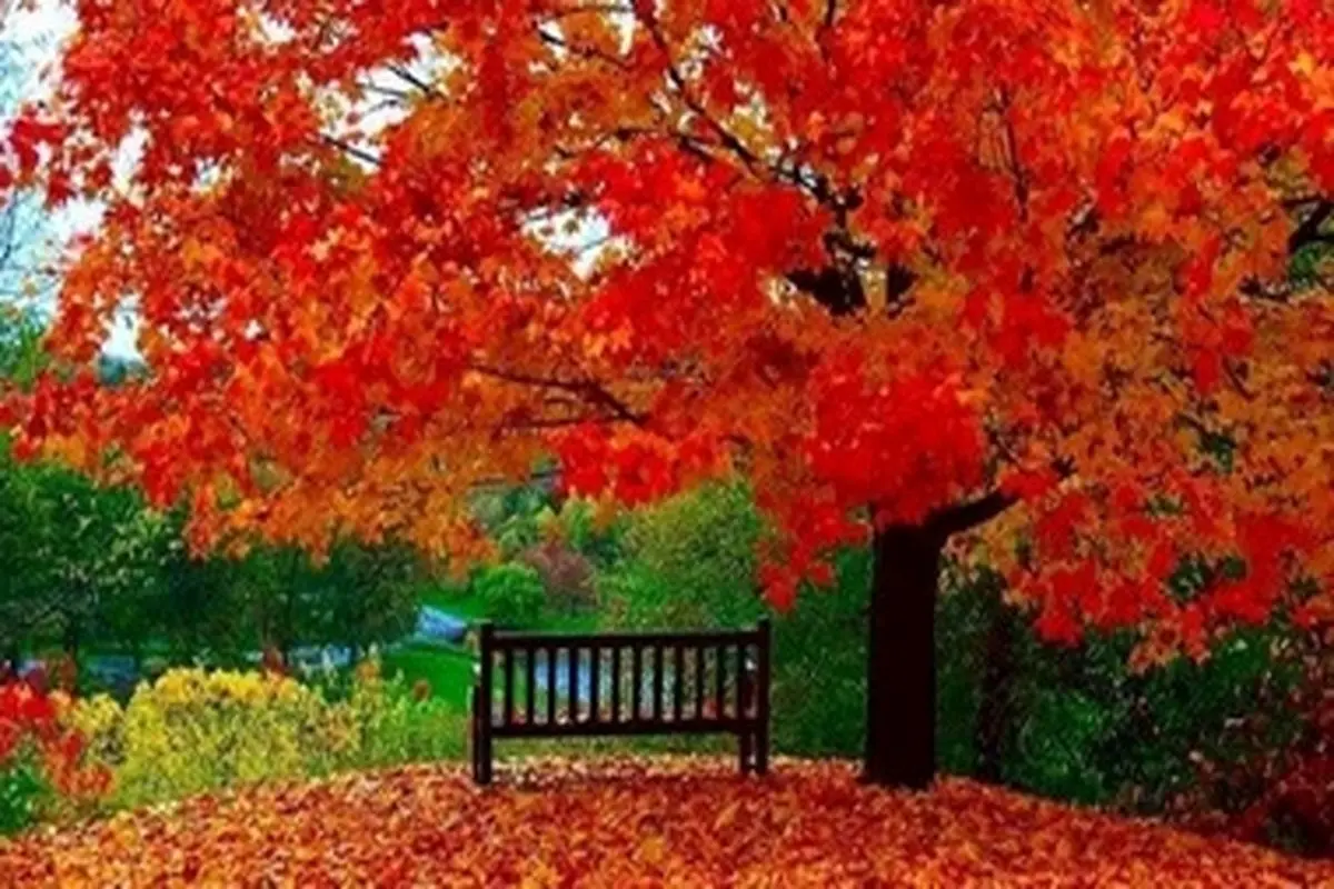 حقایق علمی در مورد تغییر رنگ برگ ها در فصل پاییز