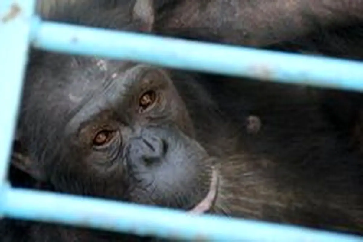 واکنش سازمان محیط‌زیست به مرگ شامپانزه باغ وحش ارم
